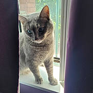 Harry Pawter is registered to the contest to win money with this photo: abyssinian, animal, cat, kitten, manx, pet, siamese, window, windowsill