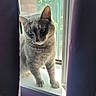 Harry Pawter is registered to the contest to win money with this photo: abyssinian, animal, cat, kitten, manx, pet, siamese, window, windowsill