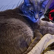 Harry Pawter joined the competition — help win amazing prizes! animal, blanket, blue_lighting, cat, closeup, cozy, cute, feline, fur, gray_cat, home, indoor, pet, portrait, relaxed, resting, sleepy, soft, tail, whiskers