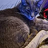 animal, blanket, blue_lighting, cat, closeup, cozy, cute, feline, fur, gray_cat, home, indoor, pet, portrait, relaxed, resting, sleepy, soft, tail, whiskers