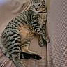 Turbo is registered to the contest to win money with this photo: animal, beige, cat, comfort, couch, ears, feline, fur, furniture, home, indoor, paw, pet, portrait, relaxed, resting, striped, tabby_cat, texture, whiskers