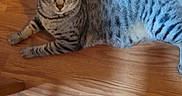 Turbo joined the competition — help win amazing prizes! animal, brown, calm, cat, cozy, ears, feline, floorboards, fur, gray, indoor, lying_down, pet, relaxed, spotted, striped, tabby, tail, whiskers, wooden_floor