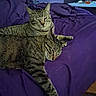 Turbo is registered to the contest to win money with this photo: cat, tabby_cat, bed, purple_bedspread, indoor, relaxed, sleepy, fur, pet, animal, domestic_cat, feline, resting, cozy, two_cats, whiskers, ears, paw, closeup, companion