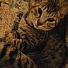 Turbo is registered to the contest to win money with this photo: animal, blanket, cat, closeup, comfort, cozy, cute, domestic, ears, eyes, feline, floral_pattern, fur, indoor, mammal, pet, relaxation, resting, tabby, whiskers