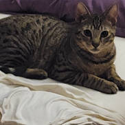 Turbo is registered to the contest to win money with this photo: animal, bed, blanket, cat, cozy, cute, domestic_animal, ears, eyes, feline, fur, indoor, pet, pillow, relaxed, resting, sleepy, striped, tabby_cat, whiskers