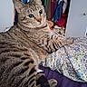 Turbo is registered to the contest to win money with this photo: cat, tabby_cat, pet, indoor, bed, blanket, pattern, striped, fur, animal, resting, relaxed, curious, clothes, closet, door, home, furniture, purple, colorful