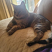 Turbo is registered to the contest to win money with this photo: cat, tabby_cat, indoor, quilt, beige, patterned, window, curtains, sunlight, relaxed, pet, feline, paw, tail, resting, cozy, home, animal, domestic, soft_light