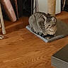 Thunder joined the competition — help win amazing prizes! cat, tabby, scratching_post, carpet, wooden_floor, indoor, pet, animal, feline, fur, ears, whiskers, alert, resting, home, flooring, corner, household, cozy, domestic