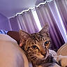 animal, bedroom, blanket, cat, closeup, comfort, cozy, curtains, cute, domestic_cat, eyes, fur, indoor, light, pet, purple, resting, room, tabby, whiskers