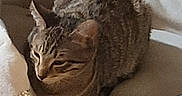 Thunder joined the competition — help win amazing prizes! animal, cat, comfort, cozy, cute, domestic, ears, feline, fur, home, indoor, paw, pet_bed, quiet, relaxed, resting, sleeping, soft, striped, tabby