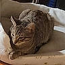 Thunder joined the competition — help win amazing prizes! cat, tabby, pet_bed, sleeping, cozy, indoor, animal, feline, resting, fur, ears, paw, striped, domestic, cute, comfort, home, relaxed, soft, quiet