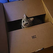 Thunder joined the competition — help win amazing prizes! cat, tabby_cat, cardboard_box, indoor, curious, pet, animal, floor, cozy, wide_eyes, feline, hiding, brown, striped, box_lid, wooden_floor, socks, blue_background, domestic_cat, alert