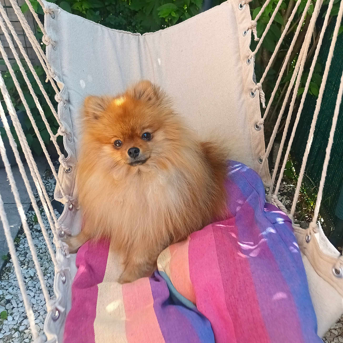 Ritchi participe au concours pour gagner de l'argent avec cette photo : animal, blanket, cozy, cute, dog, fluffy, furniture, garden, greenery, hammock, outdoor, pet, pomeranian, portrait, relaxing, rope, shade, small_dog, summer, sunlight