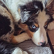Artza a rejoint le concours — aidez-le/la à gagner de superbes lots ! animal, blue_eyes, canine, close_up, cute, dog, domestic, ear, floor, fluffy, fur, indoor, lying_down, nose, pet, portrait, puppy, resting, soft_texture, tail