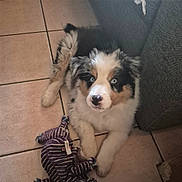 Artza a rejoint le concours — aidez-le/la à gagner de superbes lots ! puppy, dog, blue_eyes, tricolor, fluffy, toy, plush_toy, chewed_toy, floor, tile_floor, indoors, couch, gray_couch, pet, young_dog, cute, looking_up, resting, animal, domestic_animal