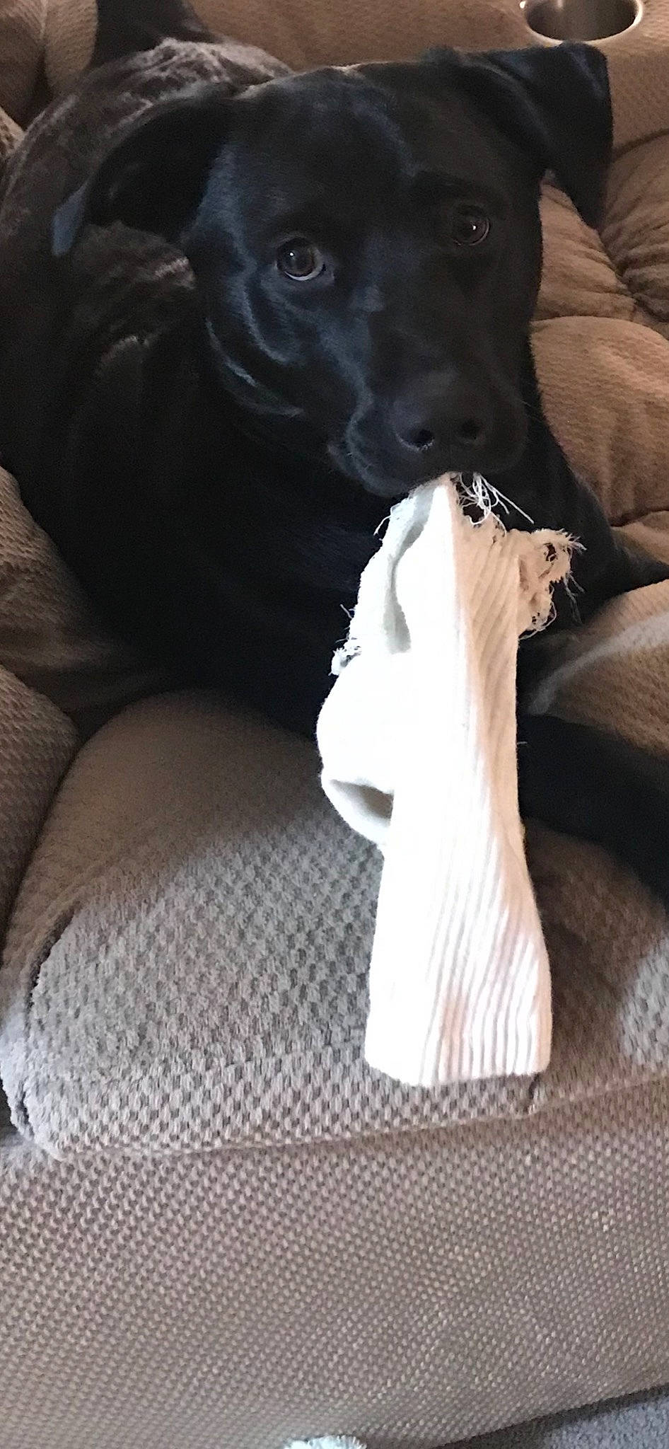 Izzie is registered to the contest to win money with this photo: canidae, carnivore, comfort, companion_dog, dog, dog_breed, dog_collar, dog_supply, fawn, fur, great_dane, grey, human_leg, linens, sporting_group, tail, toy_dog, whiskers, wood, working_animal