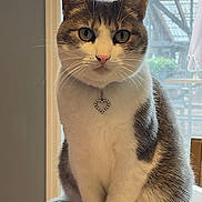 Maggie joined the competition — help win amazing prizes! cat, tabby, white_fur, sitting, indoor, window, necklace, heart_pendant, pet, animal, feline, table, looking_at_camera, whiskers, ears, tail, domestic_cat, cute, portrait, cozy