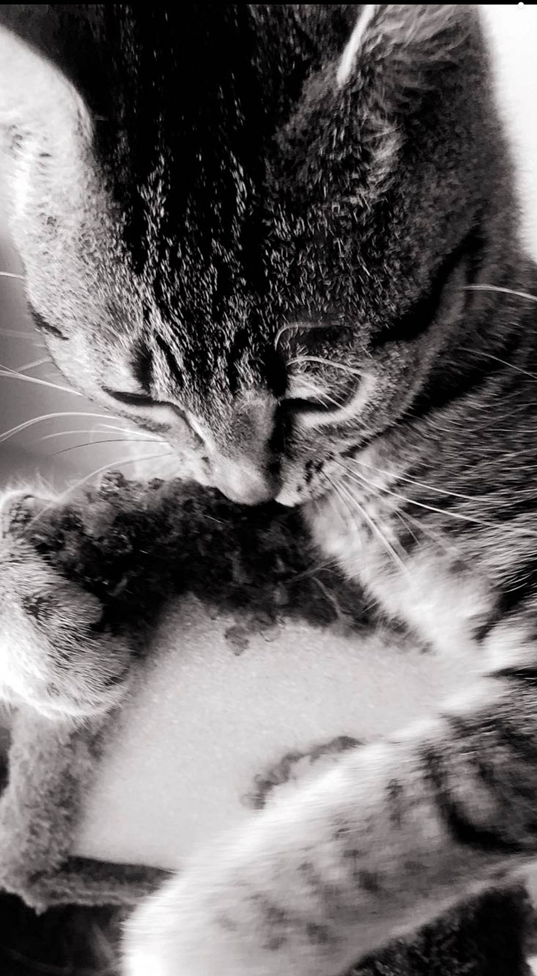 Kiss participe au concours pour gagner de l'argent avec cette photo : black, black_and_white, carnivore, cat, close_up, domestic_short_haired_cat, eye, felidae, fur, kitten, monochrome, monochrome_photography, nose, paw, photography, small_to_medium_sized_cats, snout, tabby_cat, whiskers, white