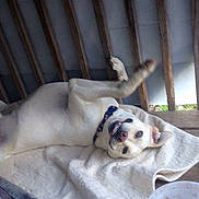 Milo is registered to the contest to win money with this photo: