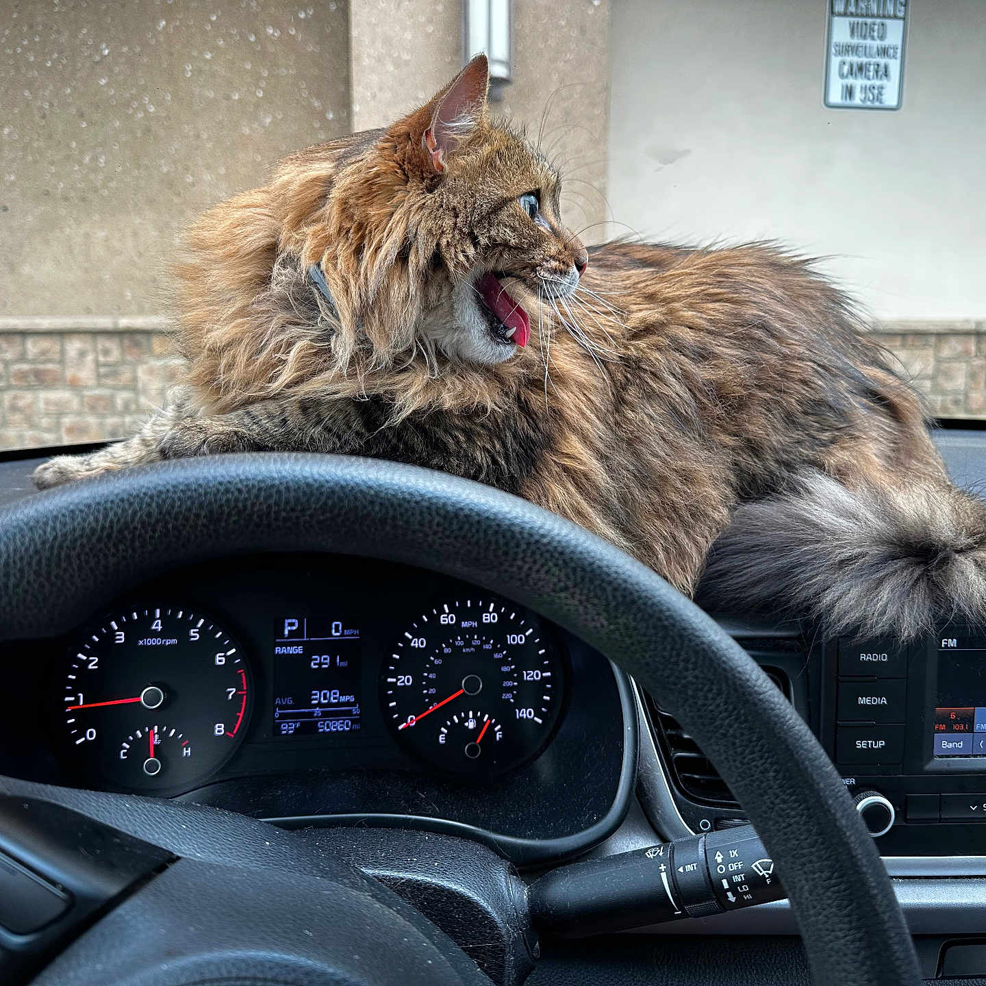 Malecai joined the competition — help win amazing prizes! alloywheel, animal, car, carwheel, cat, city, driving, electronics, gauge, kitten, machine, person, pet, sedan, spoke, tire, transportation, urban, vehicle, wheel