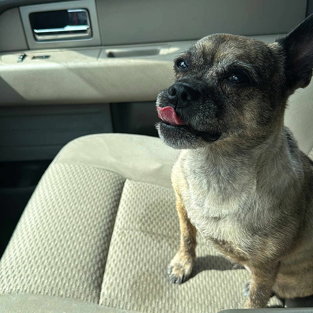 Lola joined the competition — help win amazing prizes! animal, brown_fur, car_interior, companion, cute, dashboard, dog, domestic_animal, door_handle, indoor, passenger_seat, pet, playful, seat, seat_fabric, small_dog, sunlight, tongue_out, vehicle, window