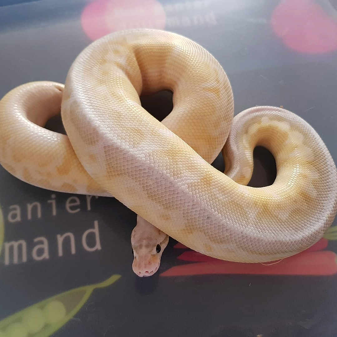 Bella