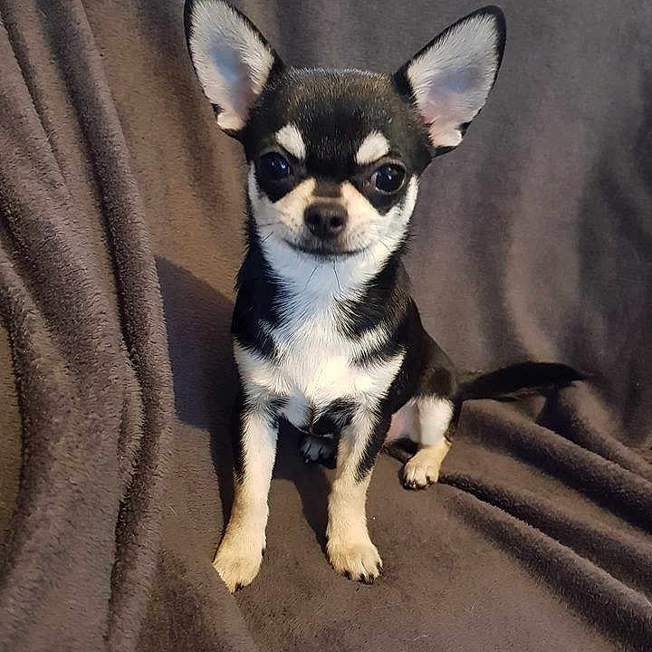 Onyx