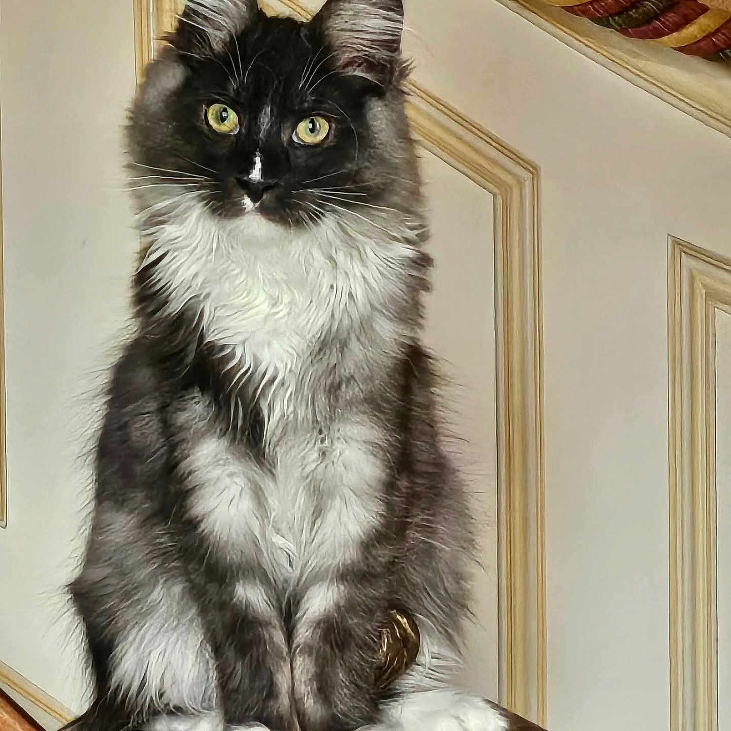 August participe au concours pour gagner de l'argent avec cette photo : cat, animal, pet, fluffy, black_and_white, feline, yellow_eyes, sitting, wood, indoor, wall_paneling, decorative_trim, fur, portrait, cute, domestic, mammal, whiskers, ears, furniture