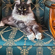 August a rejoint le concours — aidez-le/la à gagner de superbes lots ! cat, fluffy, yellow_eyes, tufted_ears, armchair, patterned_fabric, teal_color, gold_pattern, furniture, indoor, pet, relaxed, portrait, animal, mammal, domestic_cat, sitting, closeup, whiskers, fur
