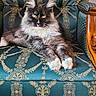 cat, fluffy, yellow_eyes, tufted_ears, armchair, patterned_fabric, teal_color, gold_pattern, furniture, indoor, pet, relaxed, portrait, animal, mammal, domestic_cat, sitting, closeup, whiskers, fur