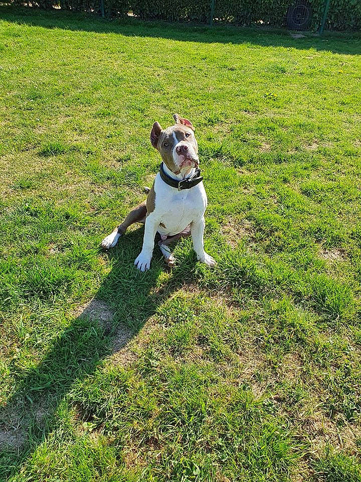 Drogon a rejoint le concours — aidez-le/la à gagner de superbes lots ! american_bulldog, american_pit_bull_terrier, american_staffordshire_terrier, canidae, carnivore, companion_dog, dog, dog_breed, fawn, grass, lawn, mammal, non_sporting_group, old_english_terrier, pit_bull, plant, staffordshire_bull_terrier, tail, terrier, vertebrate