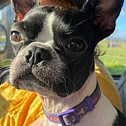 Chelsea joined the competition — help win amazing prizes! alert, animal, black_and_white, close_up, collar, curious, dog, ears, eyes, fur, inside, nose, person, pet, portrait, seat, sunlight, vehicle, whiskers, yellow_shirt
