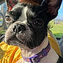 alert, animal, black_and_white, close_up, collar, curious, dog, ears, eyes, fur, inside, nose, person, pet, portrait, seat, sunlight, vehicle, whiskers, yellow_shirt