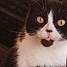 Chippy a rejoint le concours — aidez-le/la à gagner de superbes lots ! cat, tuxedo_cat, black_and_white, pet, animal, close_up, fur, whiskers, yellow_eyes, tongue_out, cute, indoor, surprised, face, mammal, portrait, feline, domestic_cat, expression, looking