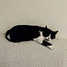 Chippy participe au concours pour gagner de l'argent avec cette photo : cat, black_and_white, sleeping, resting, indoor, pet, feline, cozy, soft_surface, relaxed, animal, domestic_cat, quiet, calm, fur, whiskers, paw, side_view, couch, home