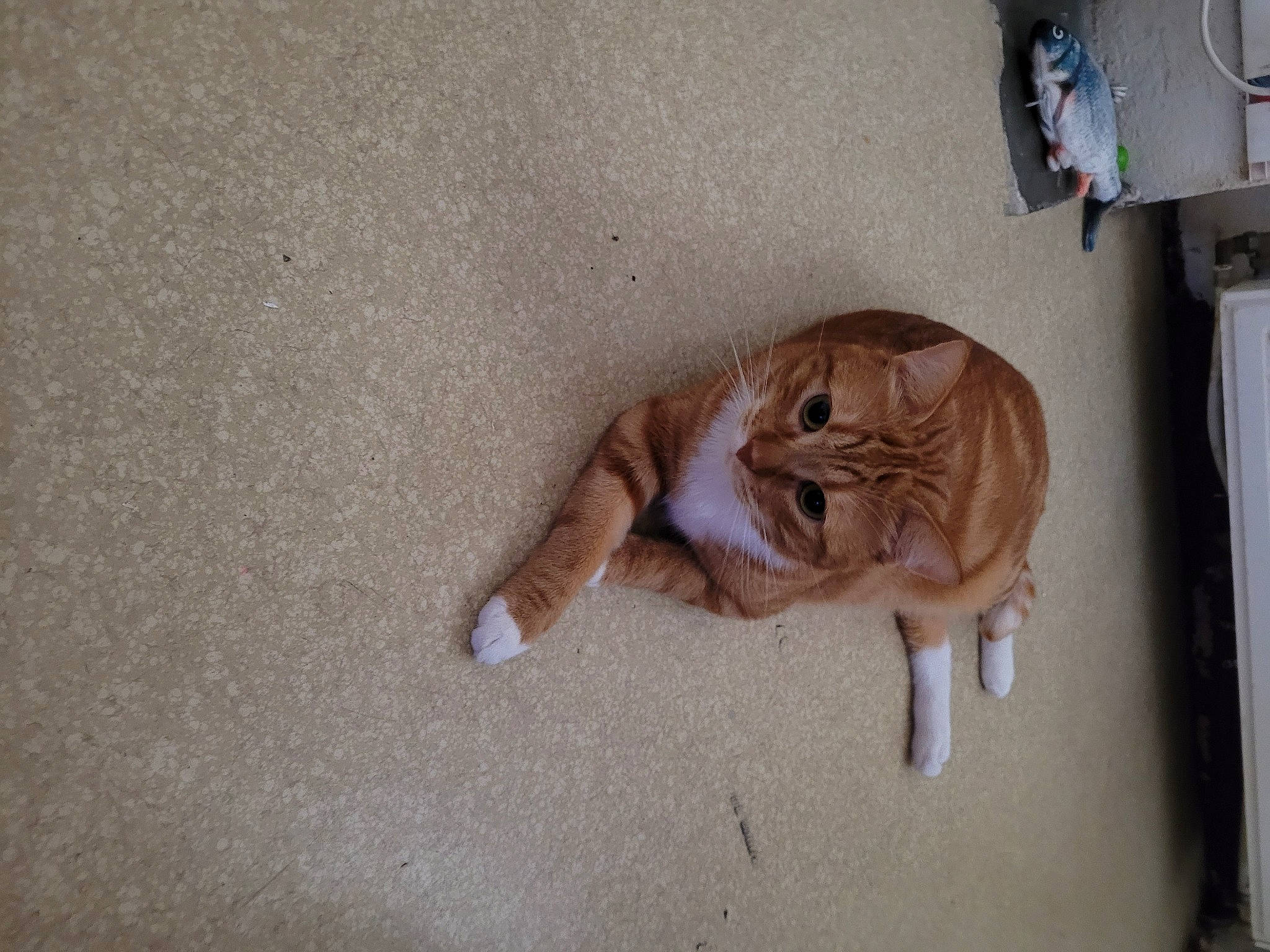 Garfield a rejoint le concours — aidez-le/la à gagner de superbes lots ! carnivore, cat, claw, companion_dog, devon_rex, dog_breed, domestic_short_haired_cat, fawn, felidae, flooring, fur, hardwood, paw, small_to_medium_sized_cats, sporting_group, tail, terrestrial_animal, toy, whiskers, wood