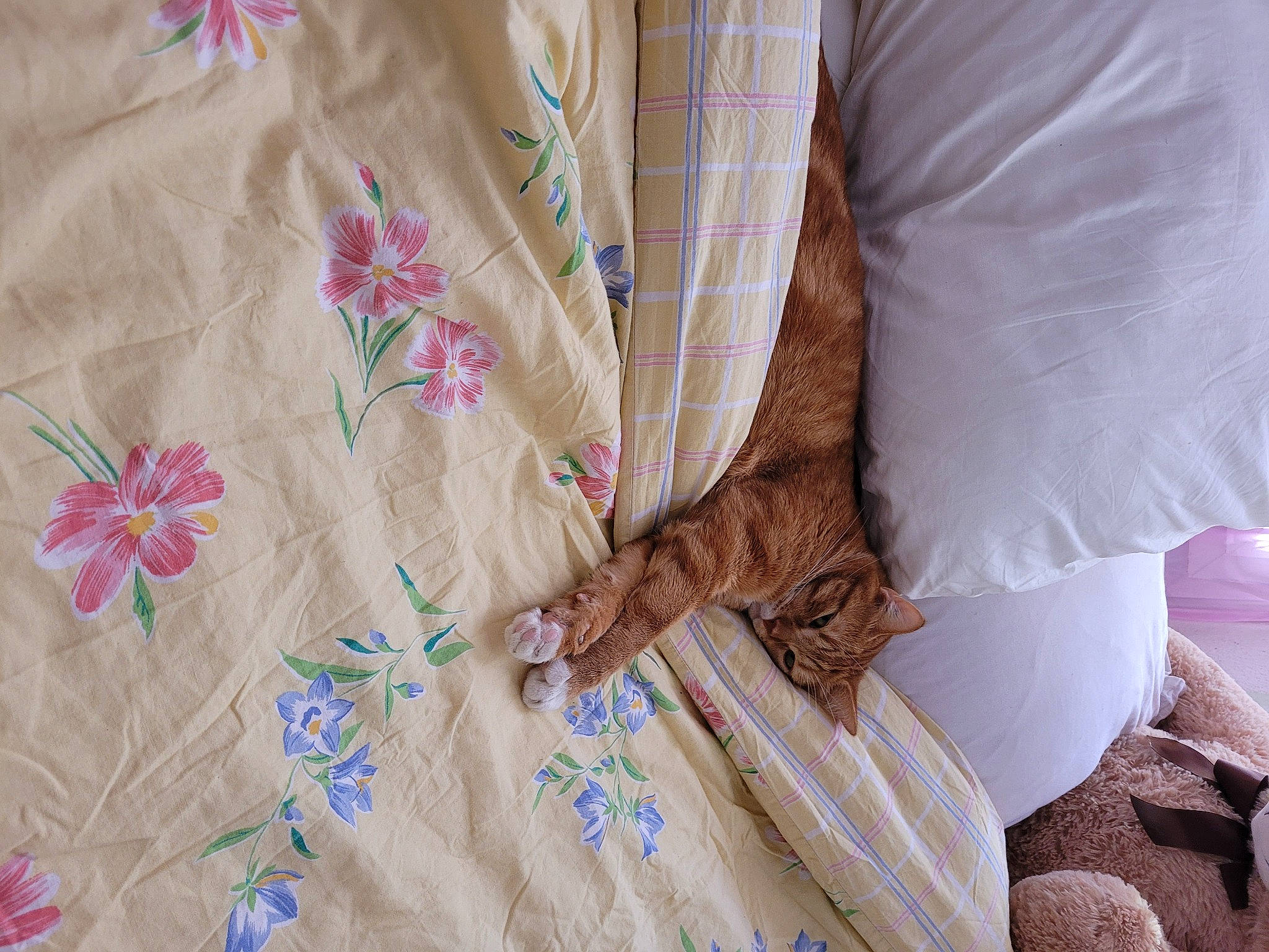 Garfield participe au concours pour gagner de l'argent avec cette photo : comfort, design, finger, flooring, flower, human_leg, leaf, linens, magenta, nail, pattern, peach, pink, product, room, skin, sleeve, t_shirt, textile, wood