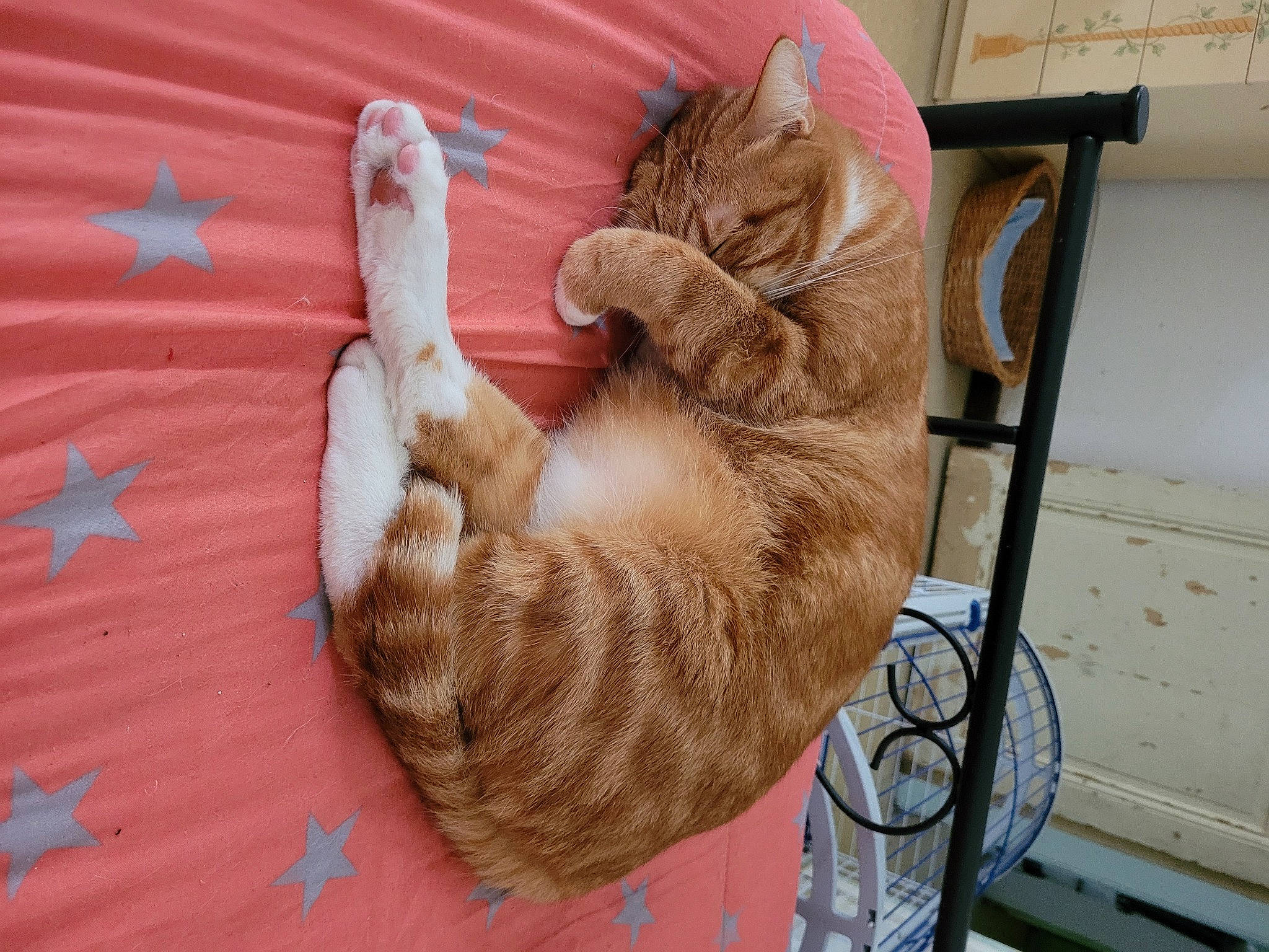 Garfield a rejoint le concours — aidez-le/la à gagner de superbes lots ! carnivore, cat, cat_bed, claw, comfort, domestic_short_haired_cat, fawn, felidae, foot, fur, lap, nap, paw, small_to_medium_sized_cats, tail, thread, tire, vehicle, whiskers, wool