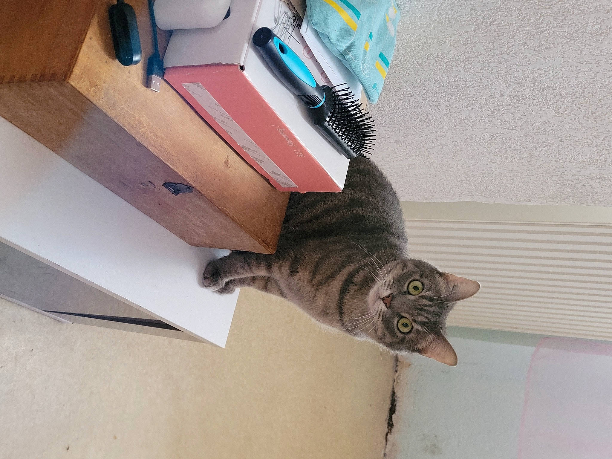 Lilou participe au concours pour gagner de l'argent avec cette photo : box, cardboard, carnivore, cat, ceiling, comfort, desk, domestic_short_haired_cat, felidae, floor, flooring, fur, hardwood, office_supplies, room, shipping_box, small_to_medium_sized_cats, tail, whiskers, wood