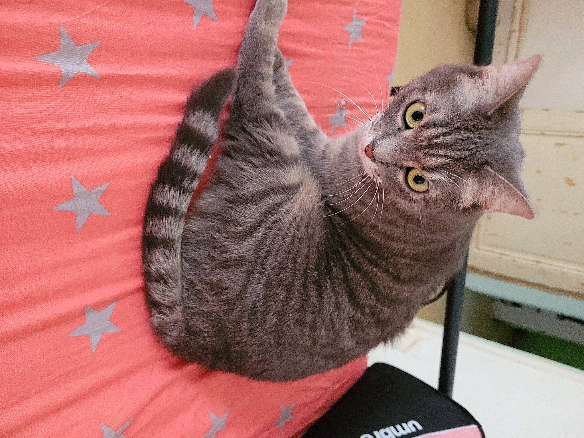 Lilou participe au concours pour gagner de l'argent avec cette photo : black_cat, carnivore, cat, comfort, domestic_short_haired_cat, felidae, fur, grey, pattern, plant, russian_blue, small_to_medium_sized_cats, snout, tail, thread, whiskers