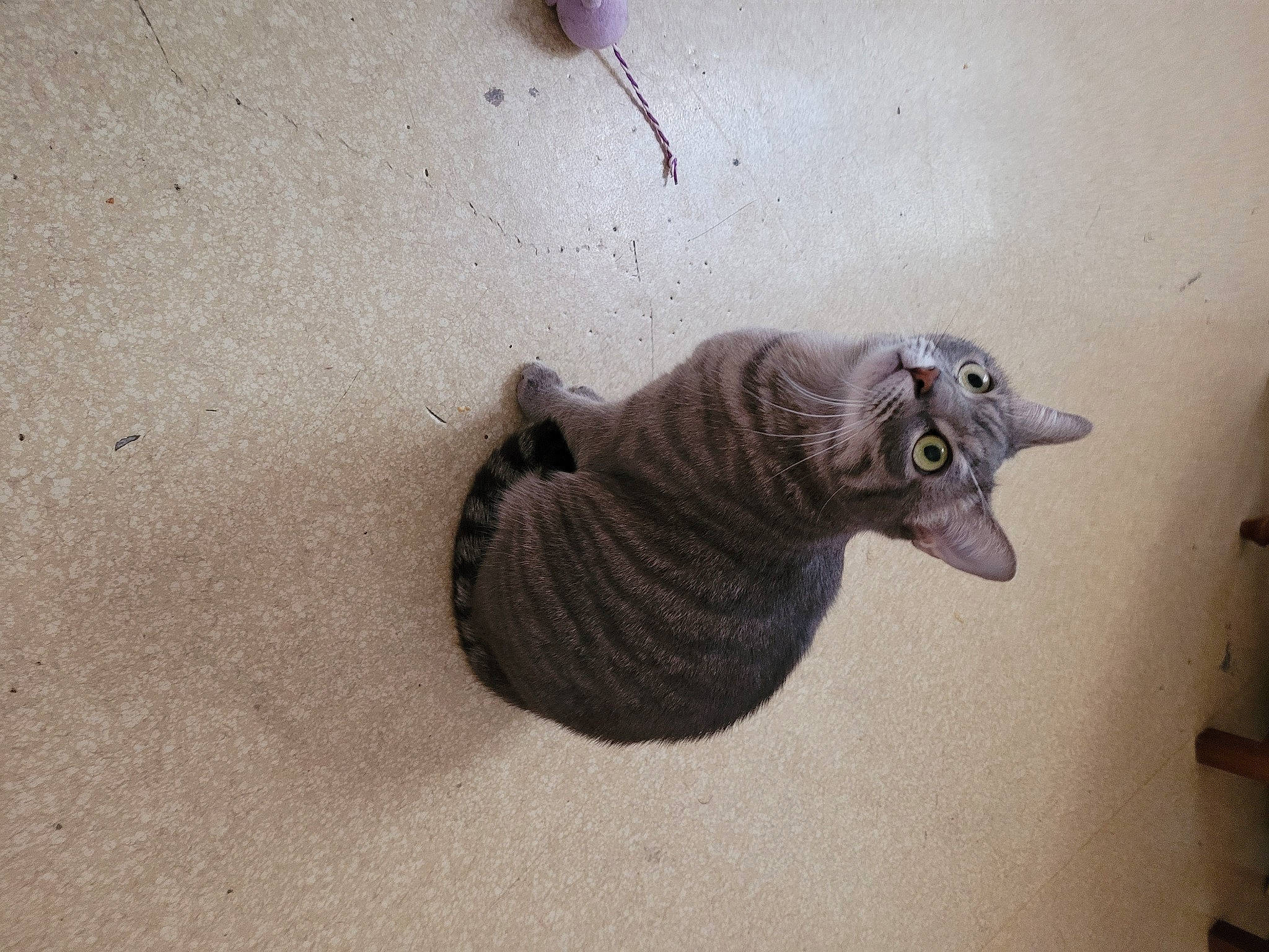 Lilou participe au concours pour gagner de l'argent avec cette photo : art, artifact, carnivore, cat, creative_arts, domestic_short_haired_cat, felidae, grey, metal, paw, plant, russian_blue, sculpture, shadow, small_to_medium_sized_cats, tail, terrestrial_animal, toy, whiskers, wood