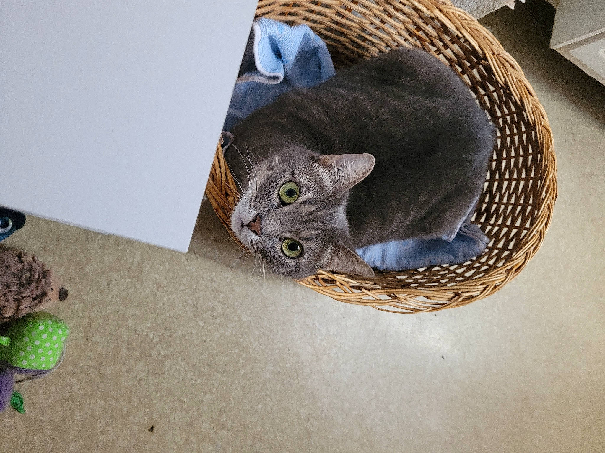 Lilou a rejoint le concours — aidez-le/la à gagner de superbes lots ! carnivore, cat, cat_bed, cat_furniture, cat_supply, cat_toy, comfort, domestic_short_haired_cat, felidae, grey, pet_supply, russian_blue, small_to_medium_sized_cats, tail, toy, whiskers