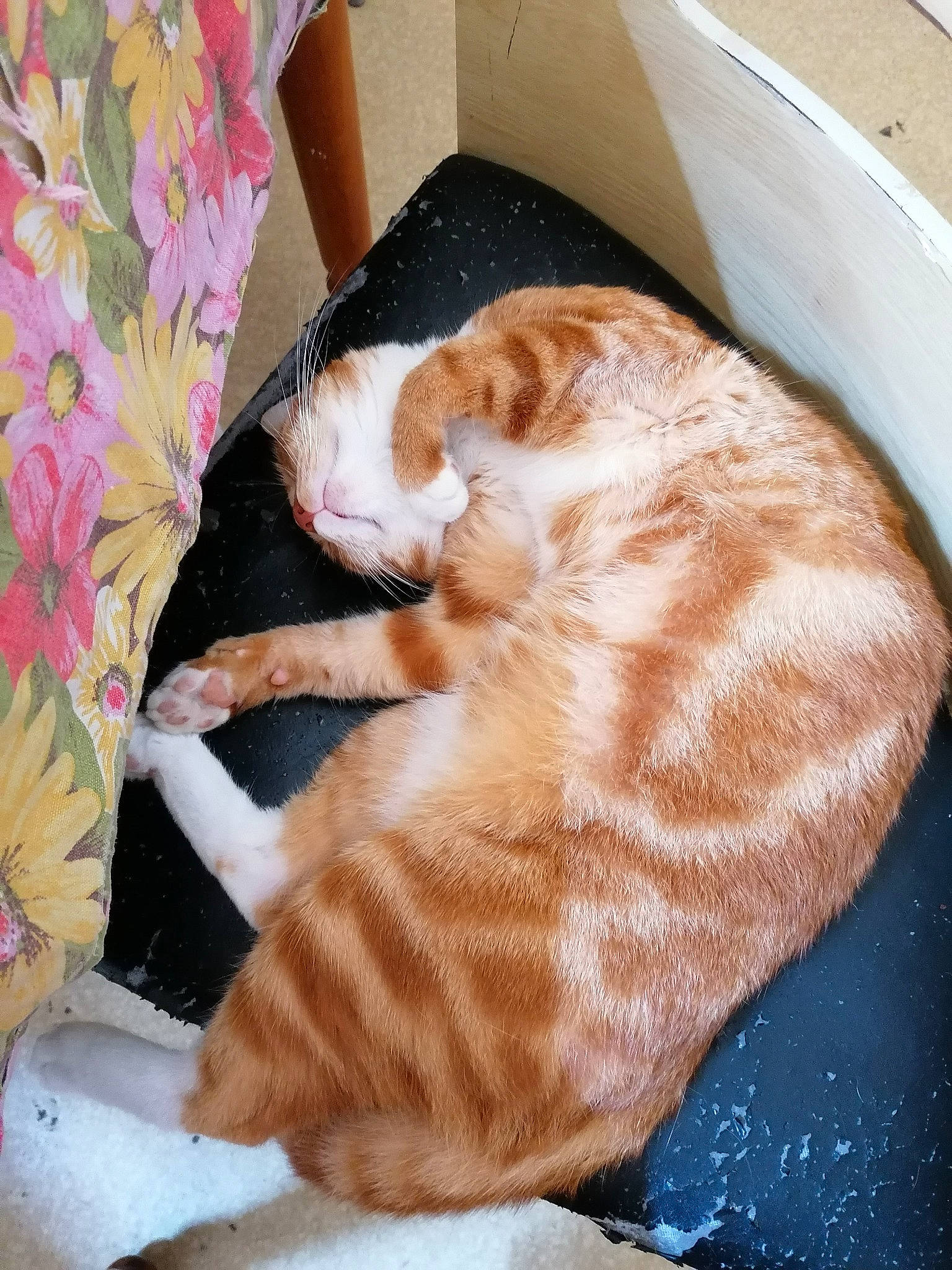 Garfield a rejoint le concours — aidez-le/la à gagner de superbes lots ! carnivore, cat, domestic_short_haired_cat, european_shorthair, fawn, felidae, fur, nap, small_to_medium_sized_cats, tabby_cat, tail, whiskers