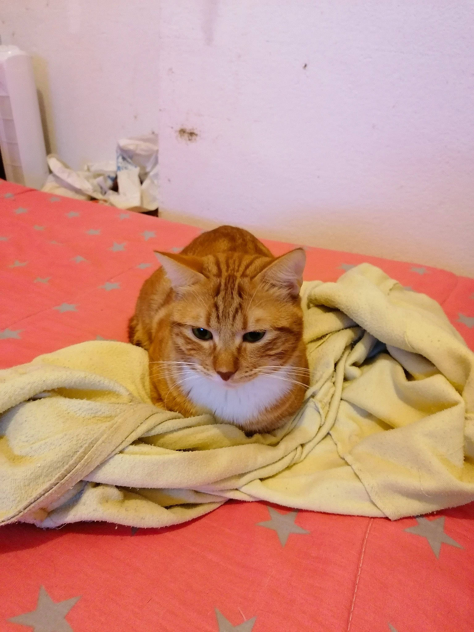 Garfield a rejoint le concours — aidez-le/la à gagner de superbes lots ! american_shorthair, arabian_mau, asian, bed, bed_sheet, bengal, carnivore, cat, domestic_short_haired_cat, european_shorthair, fawn, felidae, fur, kitten, linens, mammal, nap, small_to_medium_sized_cats, tabby_cat, whiskers