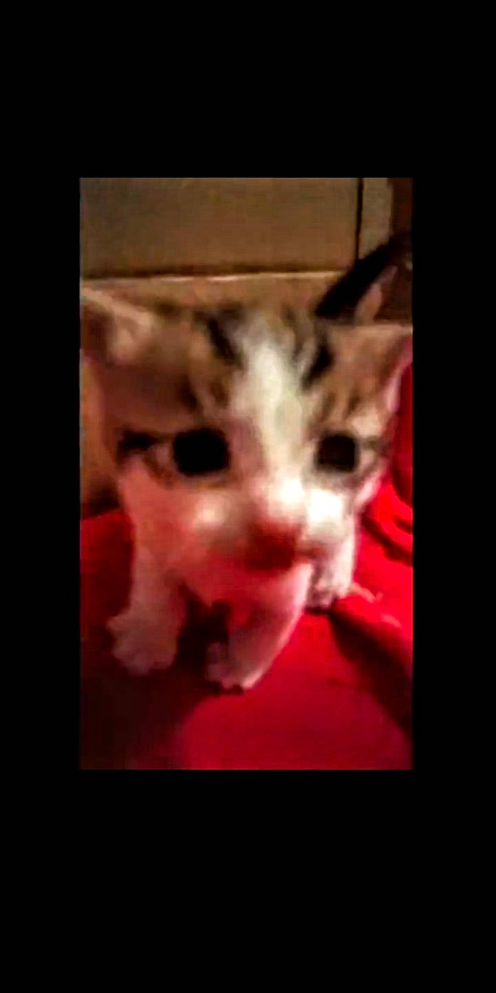 Dava is registered to the contest to win money with this photo: carnivore, cat, close_up, ear, eye, facial_expression, felidae, fur, head, kitten, mammal, mouth, nose, photography, small_to_medium_sized_cats, snapshot, snout, tabby_cat, vertebrate, whiskers