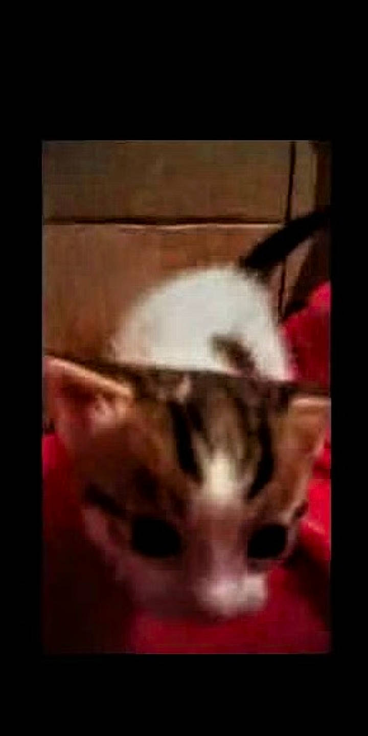 Dava is registered to the contest to win money with this photo: bengal, carnivore, cat, domestic_short_haired_cat, ear, european_shorthair, felidae, fur, head, kitten, mammal, mouth, norwegian_forest_cat, nose, small_to_medium_sized_cats, snout, tabby_cat, vertebrate, whiskers