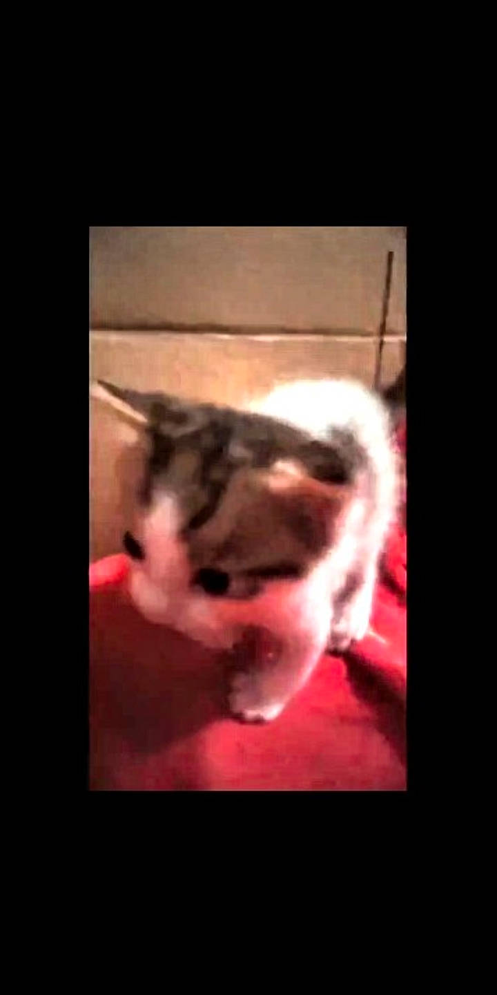 Dava is registered to the contest to win money with this photo: canidae, carnivore, cat, ear, eye, facial_expression, felidae, fur, head, kitten, mammal, mouth, norwegian_forest_cat, nose, photography, puppy, small_to_medium_sized_cats, snapshot, snout, whiskers