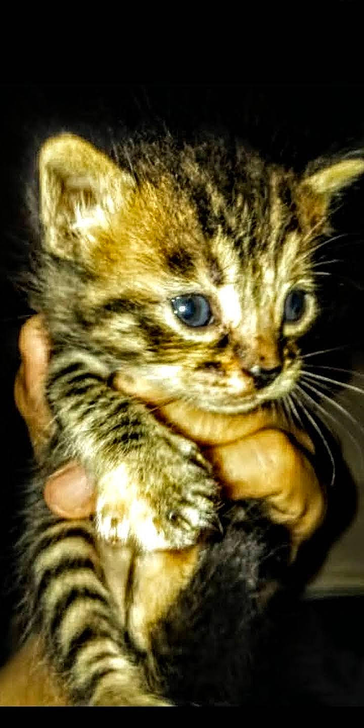 Lil.brother is registered to the contest to win money with this photo: american_shorthair, american_wirehair, asian, california_spangled, carnivore, cat, domestic_short_haired_cat, dragon_li, egyptian_mau, european_shorthair, felidae, kitten, mammal, pixie_bob, small_to_medium_sized_cats, snout, tabby_cat, toyger, vertebrate, whiskers