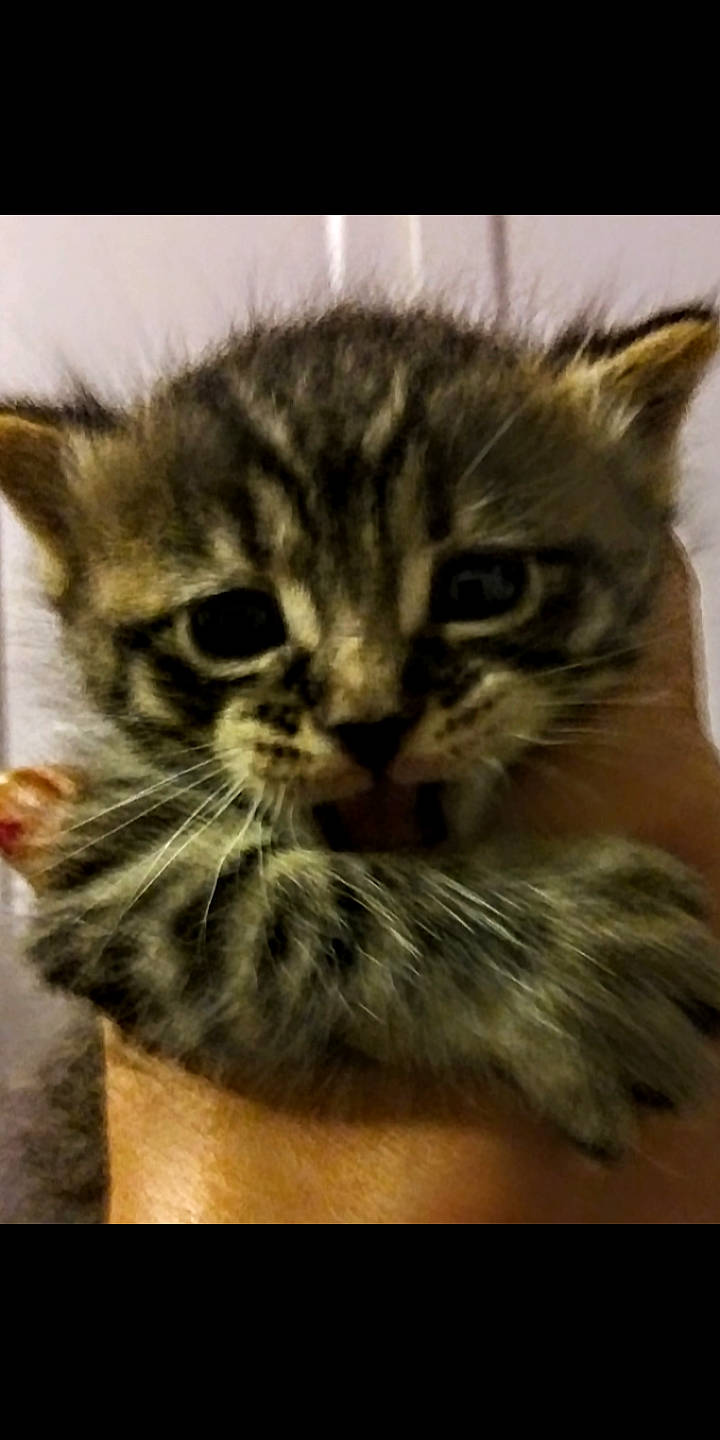 Lil.brother is registered to the contest to win money with this photo: american_curl, american_shorthair, asian, carnivore, cat, close_up, domestic_short_haired_cat, dragon_li, european_shorthair, felidae, fur, kitten, mammal, pixie_bob, siberian, small_to_medium_sized_cats, snout, tabby_cat, vertebrate, whiskers