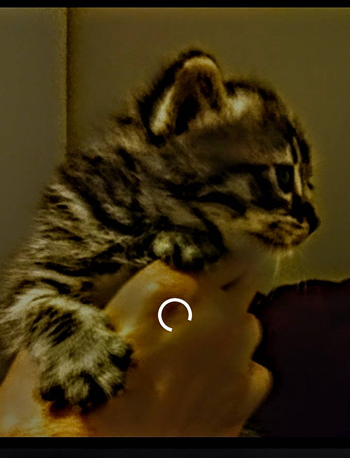 Lil.brother is registered to the contest to win money with this photo: american_bobtail, american_curl, american_shorthair, asian, bengal, california_spangled, carnivore, cat, domestic_short_haired_cat, dragon_li, european_shorthair, felidae, fur, kitten, mammal, small_to_medium_sized_cats, snout, tabby_cat, toyger, whiskers